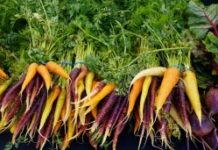 Comment cuisiner les fanes de légumes ? Comment-cuisiner-les-fanes-de-legumes-