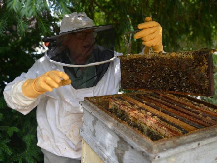 Comment-devenir-un-apiculteur-amateur-vraiment-respectueux-de-la-biodiversite-