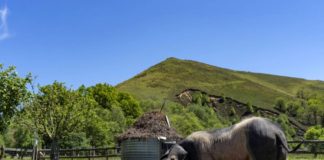 Dans le Pays basque, à la rencontre du cochon kintoa Dans-le-Pays-basque-a-la-rencontre-du-cochon-kintoa
