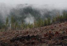 Derrière les chambres d'enfants Ikea, du bois coupé illégalement en Russie Derriere-les-chambres-d039enfants-Ikea-du-bois-coupe-illegalement-en-Russie