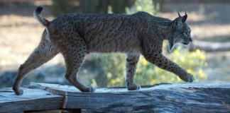 En Espagne, le lynx sauvé de l'extinction par un programme d'élevage en captivité En-Espagne-le-lynx-sauve-de-l039extinction-par-un-programme-d039elevage-en-captivite