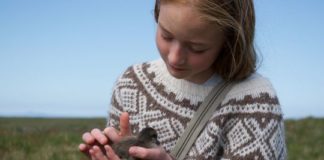 En Islande, le trésor des plumes les plus chères du monde En-Islande-le-tresor-des-plumes-les-plus-cheres-du-monde