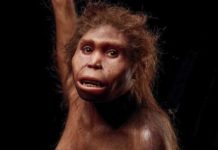 Et le cerveau moderne fut… Et-le-cerveau-moderne-fut