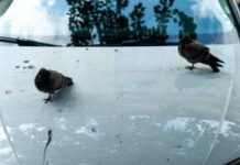 Fientes d’oiseaux, insectes : ce qui est le plus nocif pour votre voiture Fientes-doiseaux-insectes-ce-qui-est-le-plus-nocif-pour-votre-voiture