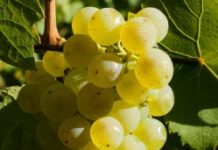 Frais et élégant, le riesling aime l’été et le poisson Frais-et-elegant-le-riesling-aime-lete-et-le-poisson