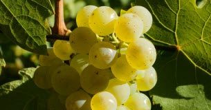 Frais et élégant, le riesling aime l’été et le poisson Frais-et-elegant-le-riesling-aime-lete-et-le-poisson