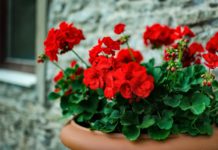 Géraniums en pot : 9 conseils pour bien cultiver cette sublime plante ! Geraniums-en-pot-9-conseils-pour-bien-cultiver-cette-sublime-plante-