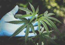 Grâce au CBD, retrouvez des nuits sereines! Grace-au-CBD-retrouvez-des-nuits-sereines