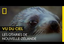 Gros plan sur les otaries de Nouvelle-Zélande Gros-plan-sur-les-otaries-de-Nouvelle-Zelande