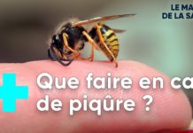 Guêpes, frelons : attention ça pique Guepes-frelons-attention-ca-pique-
