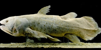 Le cœlacanthe pourrait vivre cent ans Le-coelacanthe-pourrait-vivre-cent-ans