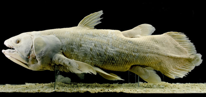 Le-coelacanthe-pourrait-vivre-cent-ans