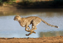 Le guépard, un physique taillé pour la course Le-guepard-un-physique-taille-pour-la-course