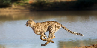 Le guépard, un physique taillé pour la course Le-guepard-un-physique-taille-pour-la-course