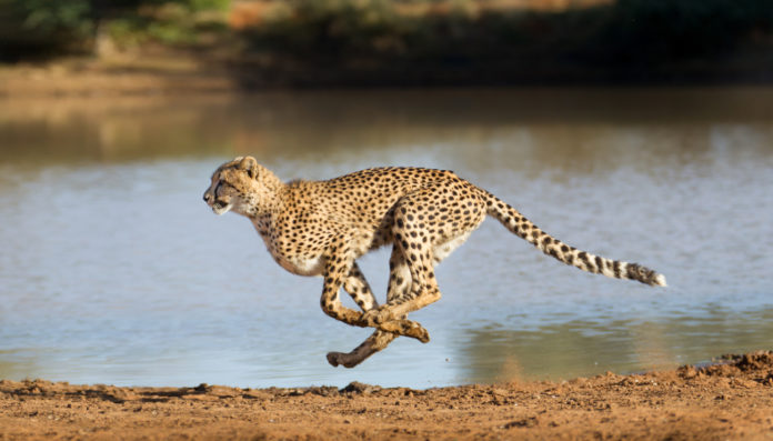 Le-guepard-un-physique-taille-pour-la-course