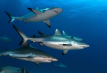 Le requin, cet animal social Le-requin-cet-animal-social