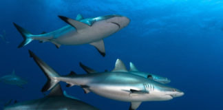 Le requin, cet animal social Le-requin-cet-animal-social