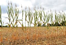 Les canicules ont coûté entre 22 et 37 milliards d'euros depuis 2015, selon une étude Les-canicules-ont-coute-entre-22-et-37-milliards-d039euros-depuis-2015-selon-une-etude