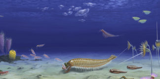 Les crevettes à poigne du Cambrien Les-crevettes-a-poigne-du-Cambrien