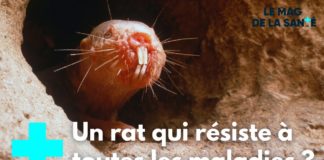 Les dessous du rat-taupe nu Les-dessous-du-rat-taupe-nu-