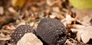 Les limaces, championnes pour semer les truffes ? Les-limaces-championnes-pour-semer-les-truffes-