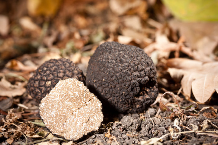 Les-limaces-championnes-pour-semer-les-truffes-