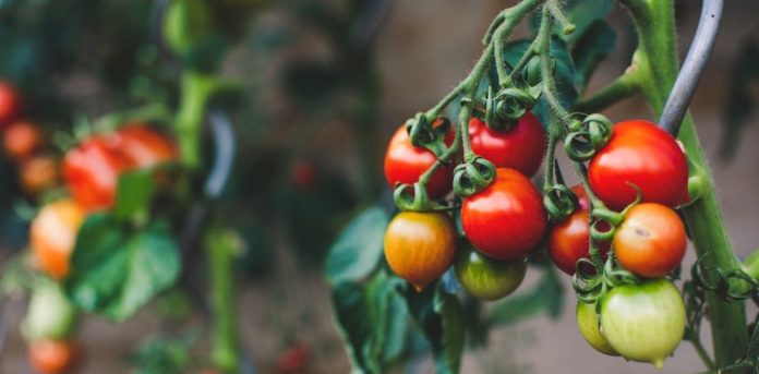 Les-tomates-peuvent-prevenir-leurs-voisines-qu039une-attaque-est-en-cours