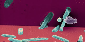 Microbes : l’essentiel est invisible pour nos yeux Microbes-lessentiel-est-invisible-pour-nos-yeux