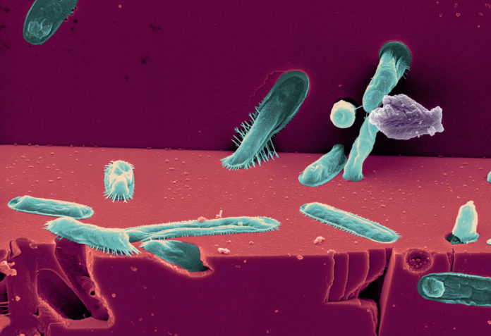 Microbes-lessentiel-est-invisible-pour-nos-yeux