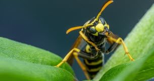 Piqûre de frelon : que faire ? Piqure-de-frelon-que-faire-