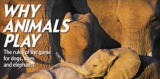 Pour les animaux sauvages, jouer est le meilleur moyen d’apprendre à survivre Pour-les-animaux-sauvages-jouer-est-le-meilleur-moyen-dapprendre-a-survivre