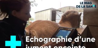 Profession : vétérinaire de campagne Profession-veterinaire-de-campagne-