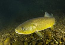 Quand des truites sauvages deviennent accros à la méthamphétamine Quand-des-truites-sauvages-deviennent-accros-a-la-methamphetamine