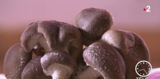 Les champignons, champions de la santé ! Sante-Les-champignons-champions-de-la-sante-