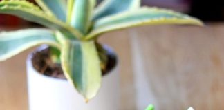 Smoothies : 9 recettes à déguster cet été pour faire le plein de vitamines Smoothies-9-recettes-a-deguster-cet-ete-pour-faire-le-plein-de-vitamines