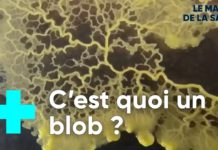 A la découverte du blob, une étrange créature A-la-decouverte-du-blob-une-etrange-creature-L