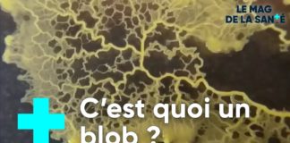 A la découverte du blob, une étrange créature A-la-decouverte-du-blob-une-etrange-creature-L