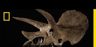 À quoi servaient les cornes du tricératops ? A-quoi-servaient-les-cornes-du-triceratops-