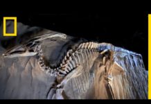 À quoi servait la crête du parasaurolophus ? A-quoi-servait-la-crete-du-parasaurolophus-