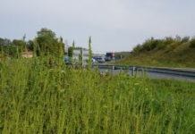 Ambroisie : canicule et pollution dopent le risque allergique Ambroisie-canicule-et-pollution-dopent-le-risque-allergique