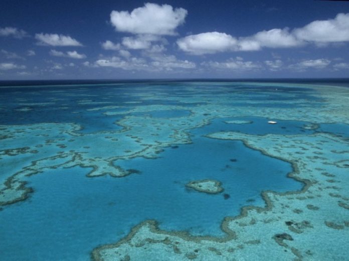 Australie-voici-le-plus-large-corail-de-la-Grande-barriere-de-corail