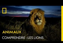 Les lions COMPRENDRE-Les-lions