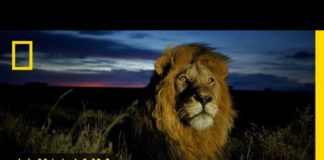 Les lions COMPRENDRE-Les-lions