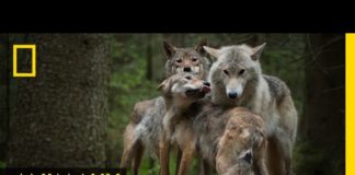 Les loups COMPRENDRE-Les-loups