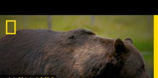 Les ours COMPRENDRE-Les-ours