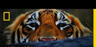 Les tigres COMPRENDRE-Les-tigres