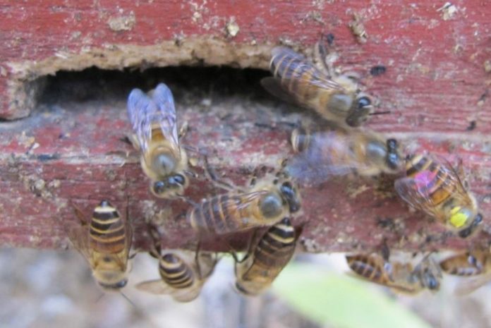 Certaines-abeilles-ne-sont-pas-de-bons-pollinisateurs