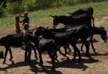 Changement de vie, du coq à l’âne ! Changement-de-vie-Du-coq-a-lane-