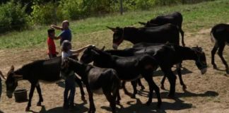 Changement de vie, du coq à l’âne ! Changement-de-vie-Du-coq-a-lane-