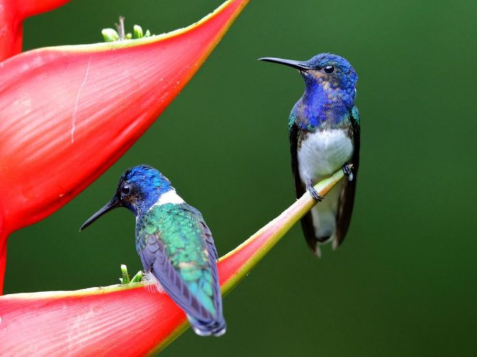 Chez-certaines-colibris-femelles-le-plumage-permet-de-ne-pas-etre-harcelees-par-les-males